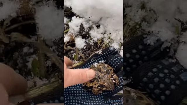 Где зимуют лягушки.🐸 Where does my frog winter!