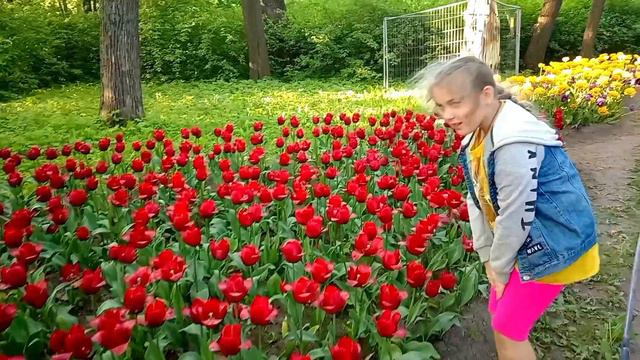Фестиваль тюльпанов. Елагин остров. #цветы #тюльпаны #паркиспб #спб #красивыеместаместа