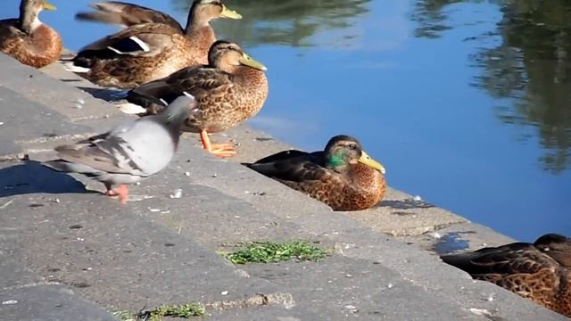 Утки на солнышке, река Свислочь \ Ducks in the sun, Svisloch river