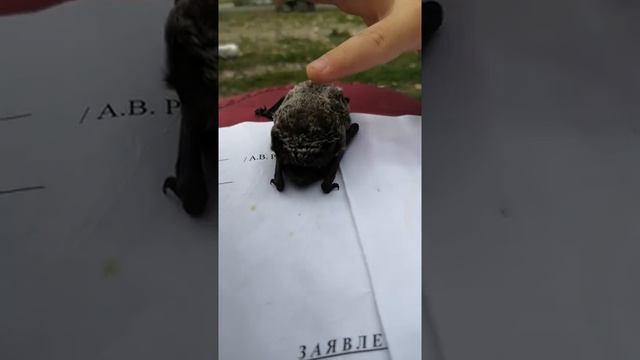 Летучая мышь. Эпизод 2
