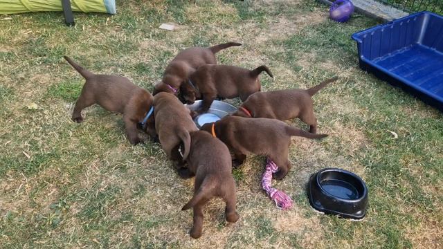 Mayfieldgarden Nr. 2443 Überfall auf den Futternapf. So gierig sind die kleinen Labrador Welpen.