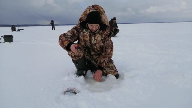 Окунь на Горьковском водохранилище