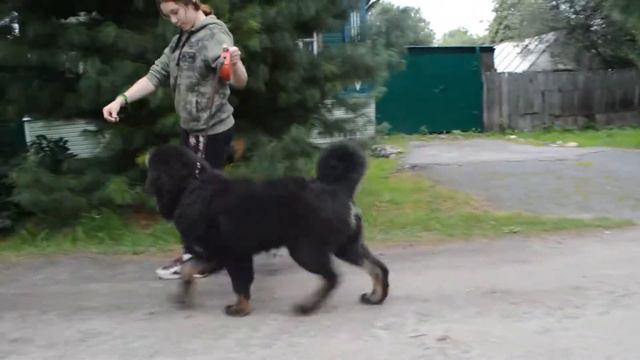 Толик и Принц 5 месяцев 6