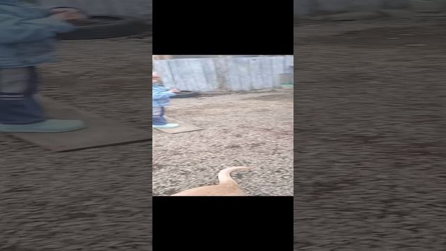 милашка Вера дрессирует Альму.