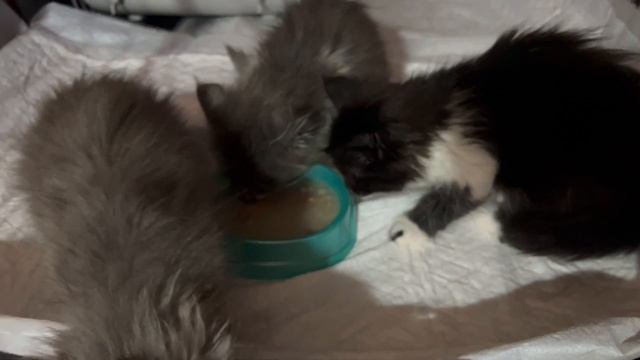 Кошечки едят с большим аппетитом