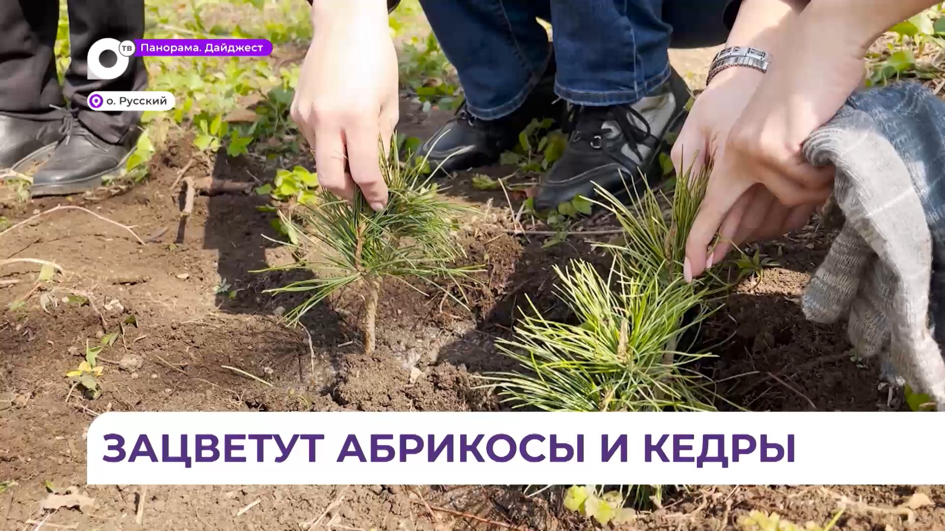 Студенты и волонтёры высаживают кедры и абрикосы во Владивостоке в память о погибших воинах