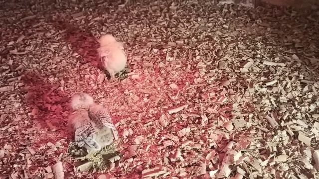 Помирають курчата... Які дії...Що порадив ветлікарь...