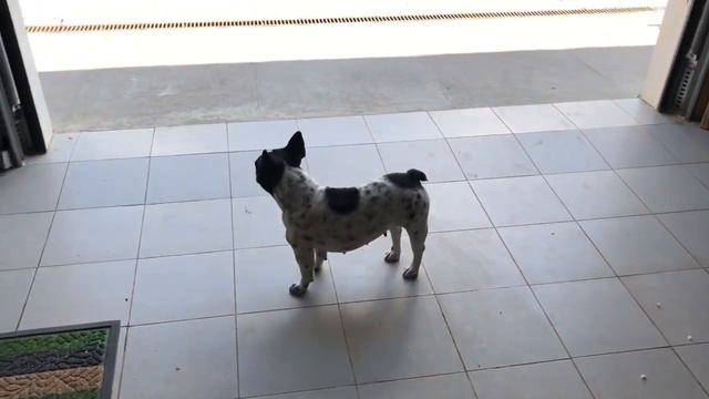 Французские бульдоги и Лирик в недоумении...