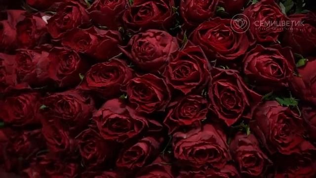 Букет из 51 Красной Розы в дизайнерской упаковке
