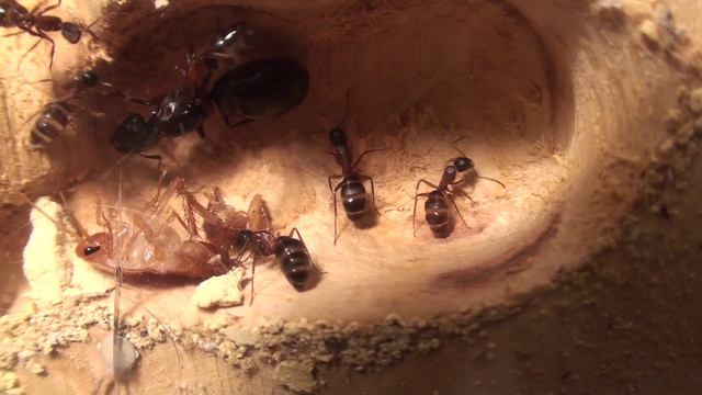 Camponotus herculeanus бой с тараканом