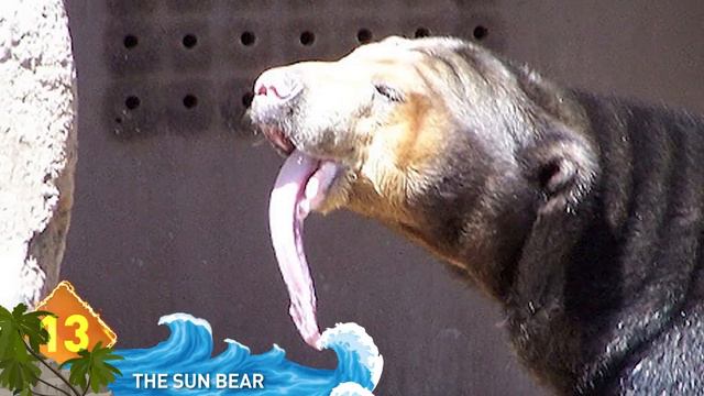 25 Bizarre Animal Photos Explained
