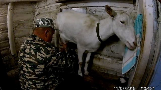 Козы зааннинской породы  🐮