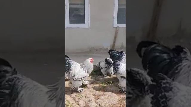 Brama Isabella black white fluff 23 Тёмный пух chicken tovuqlar куры товук brama brahma