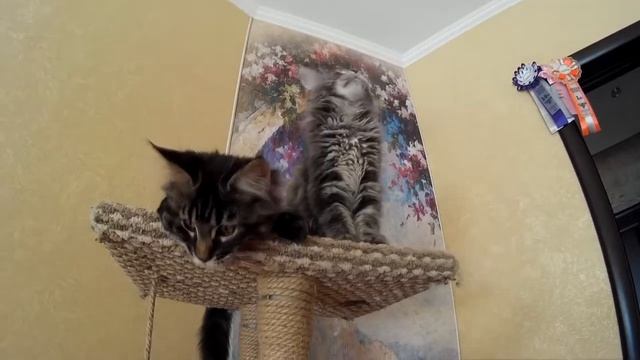 Котята мейн-кун 3 месяца