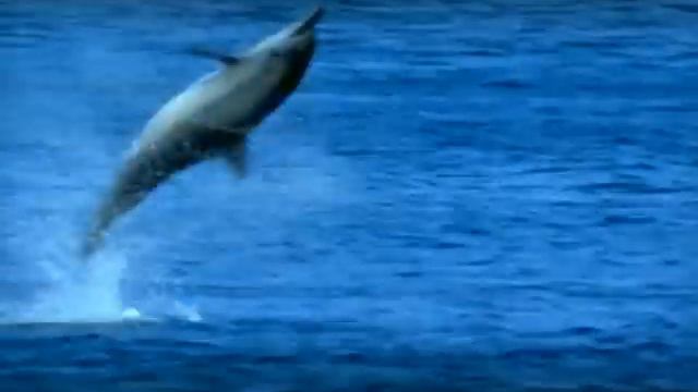 Nat Geo Wild. Анонс (06-2007)