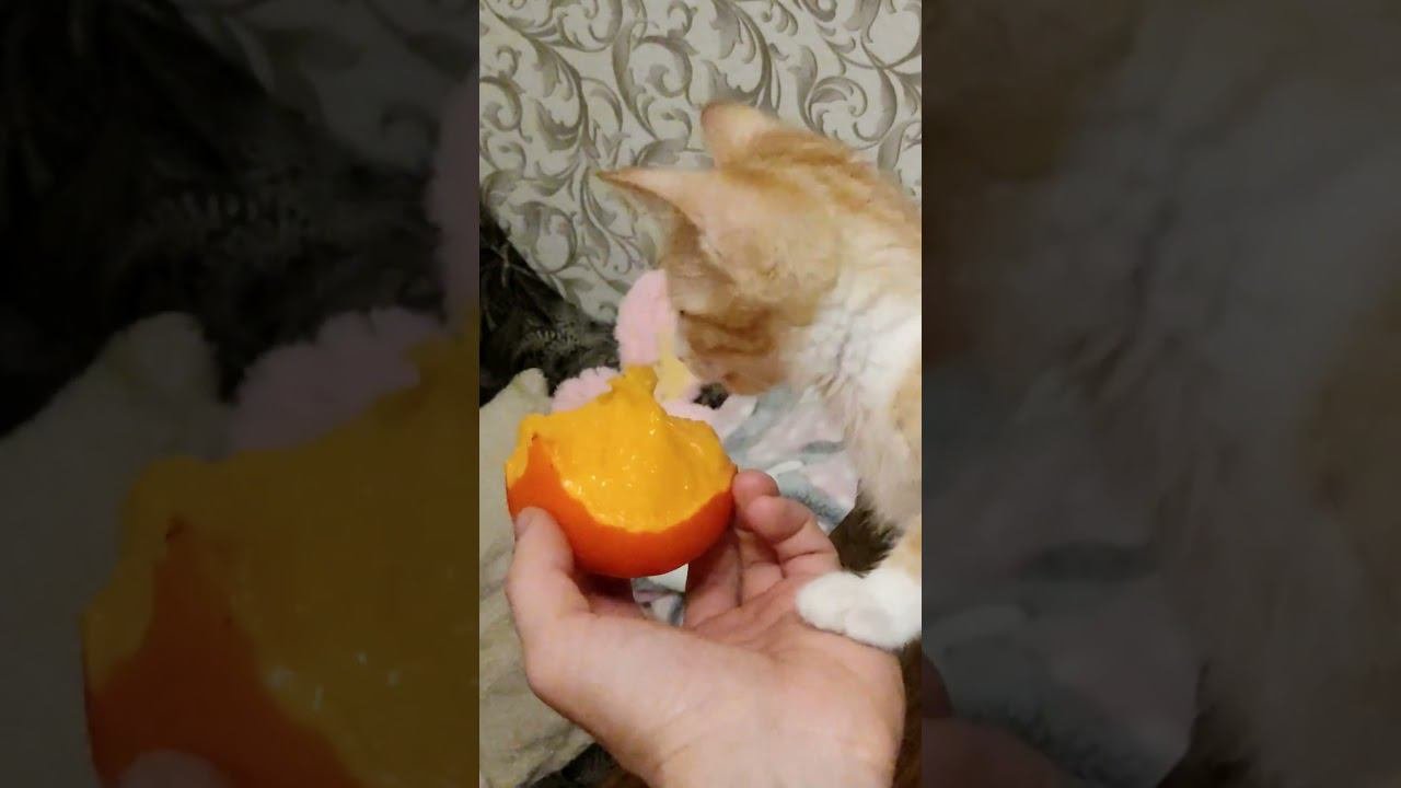ням-ням-ням-ням-ням ням-ням-ням