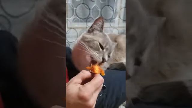 Кот и хурма очень вкусно