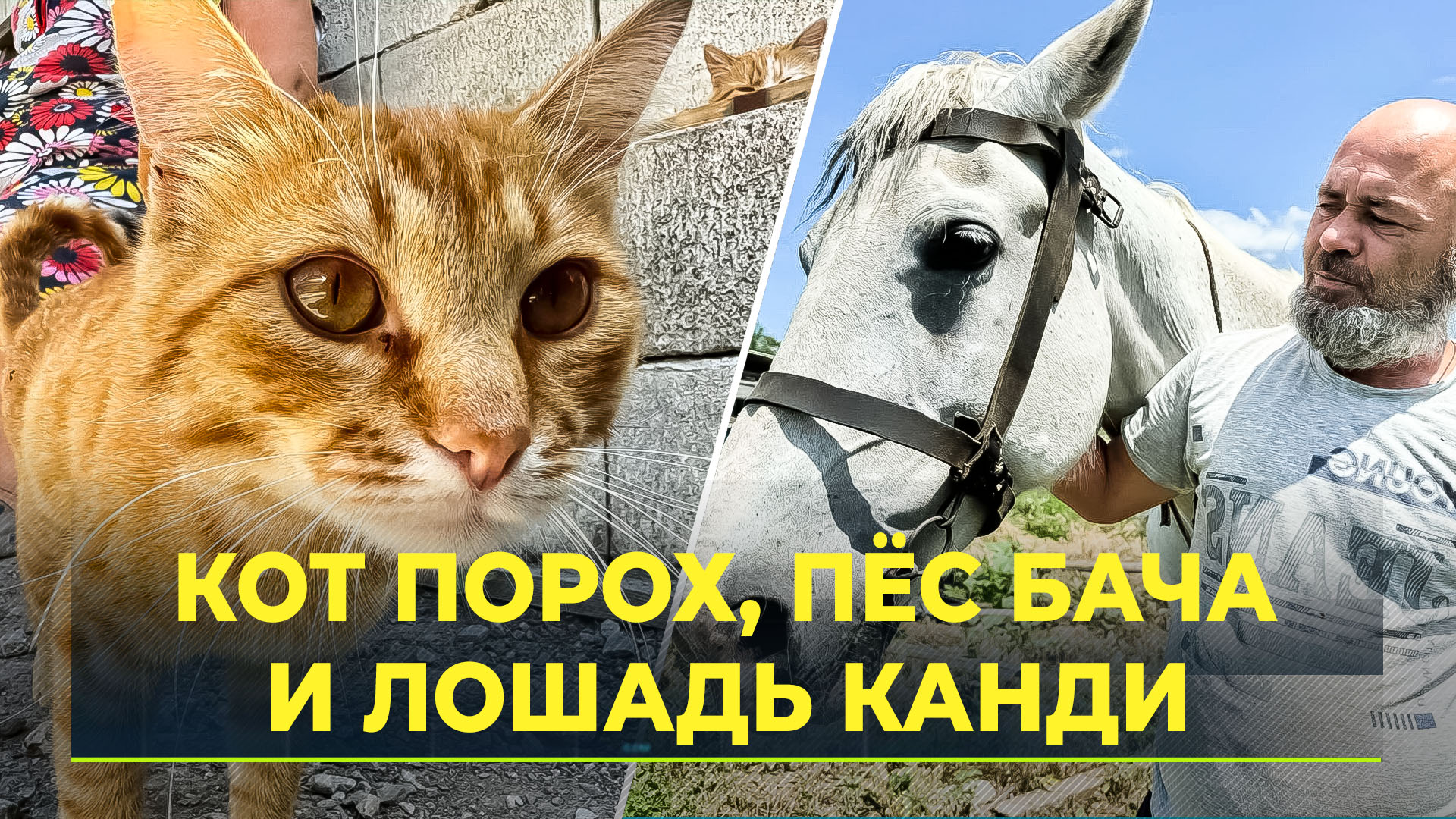 Ямальцы помогли приюту с животными в поселке Ольгинка в ДНР