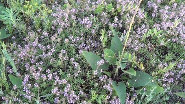 Жена послала Поехал не туда Настоящий чебрец для чая