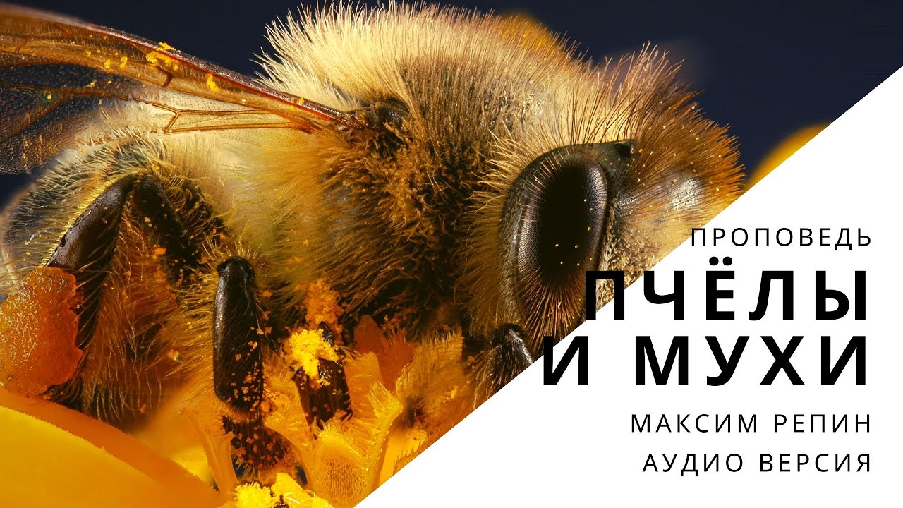Проповедь "Пчёлы и мухи"
дьякон Максим Репин