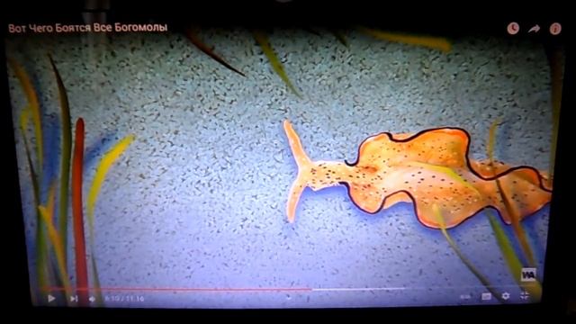 Растения дают частицы для приема энергии из света