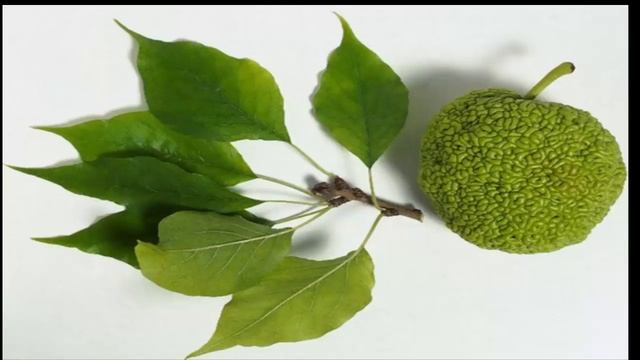 Faydalı məsləhətlər 2  Adəm Alması