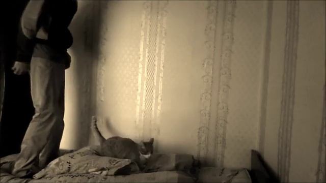 Почему кошки презимляются на все 4 лапы