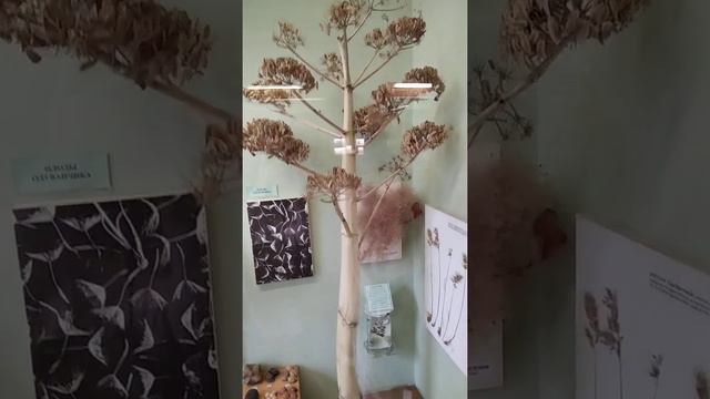 #shorts Из чего делали розги для наказания нерадивых учеников?