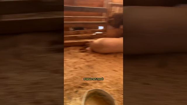 Быстрый способ похудеть? #дочка #семейныйюмор #папа