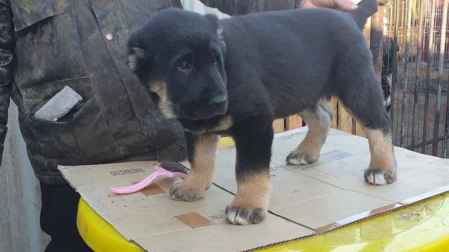 Алабай среднеазиатская овчарка из питомника Аз Марал продажа ватсап вайбер +79278137957