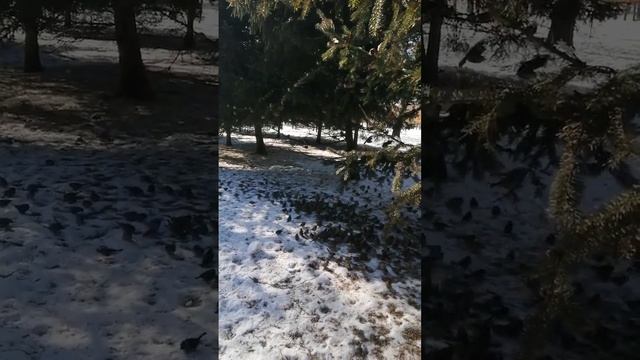 Воробьи слетелись и откуда только взялись