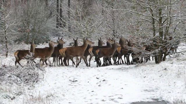природа, , красота, отдых для здоровья, охота, олени, зима