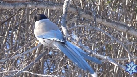 Разные птицы зимой возле дома/мои наблюдения