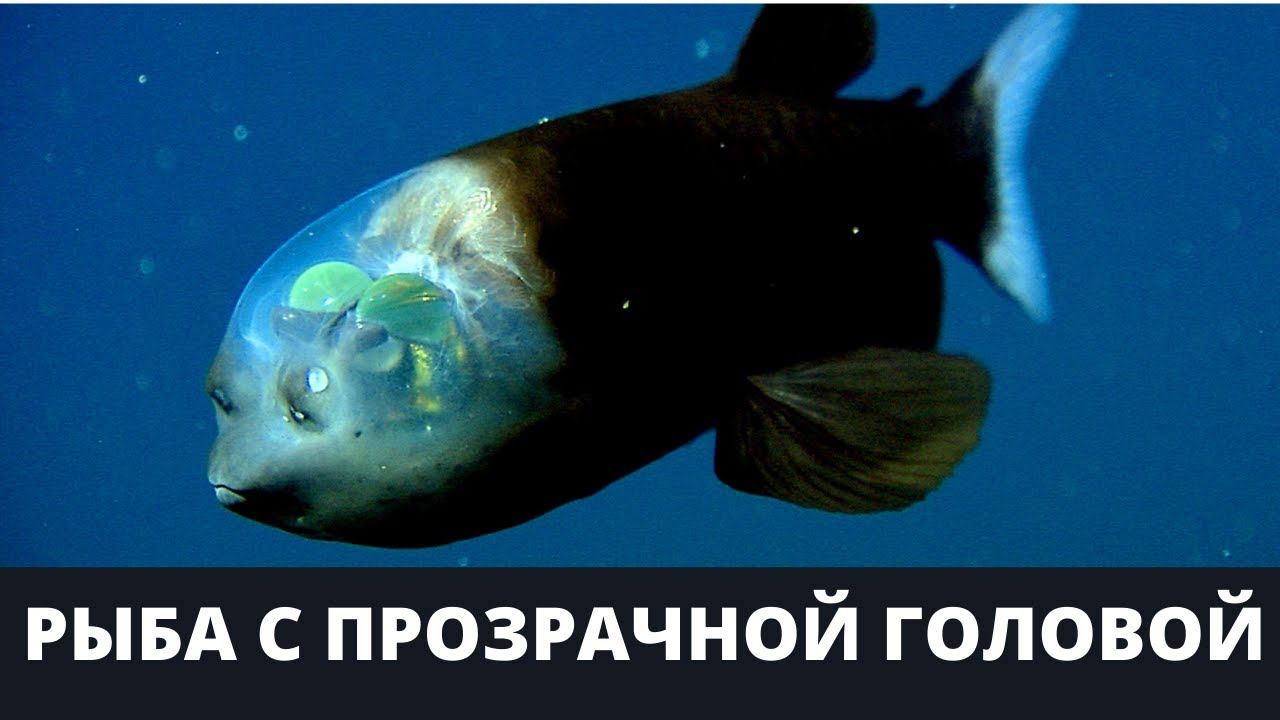 Рыба с прозрачной головой Макропина малоротая Macropinna microstoma Бочкоглаз | БиоХак