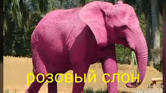 4 необычных животных