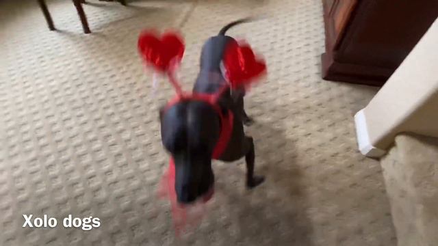 LOVE is in the AIR for VALENTINES DAY with Xolo dog   ❤️