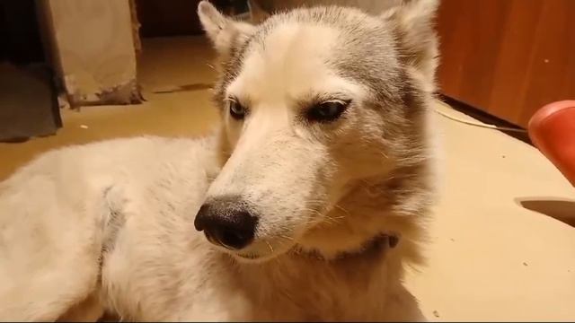 Спасти собаку из Астрахани