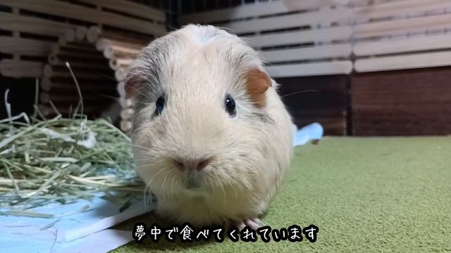 ハムスター用の固いエサを食べたモルモットのリアクションが面白すぎた