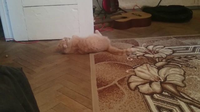 кот ест оливки
