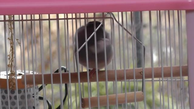 【文鳥】片足立ちで寝てるクッキーさん [Java Sparrow]Kukky's sleeping standing on one leg