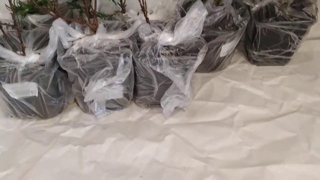 Пришли растения из питомника. Первый осмотр.
