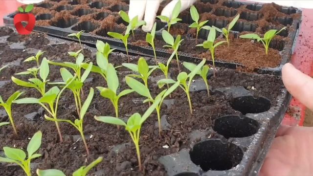 Spriječite polijeganje rasada i spasite od propadanja-ovo je obavezan tretman