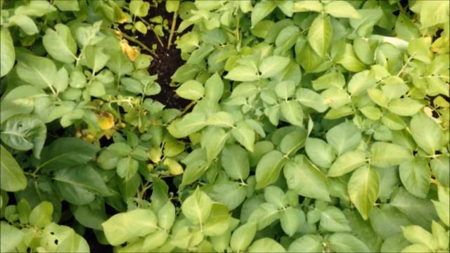 Spare time Gardening with Simon - Cuttings Update and Garden Tour - Aug 16 S1 E15