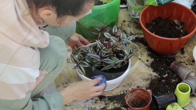 Пересадка комнатных растений в зимнем саду! Классные тропинки в теплице! Весенние хлопоты!