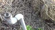 Подмёрзла смородина биг бен,венера и эбони в этом же ряду выстояли