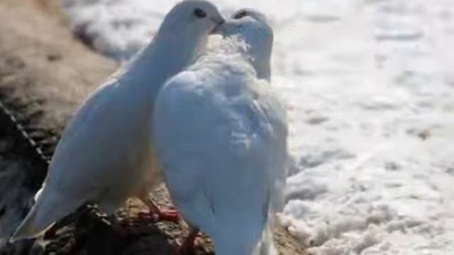 Голуби - песня Голуби_песня Любовь_и_голуби Любовь