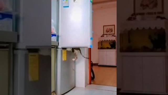 Обезжиривание холодильника