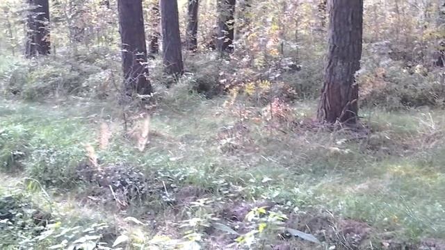 киржач лес аэродром