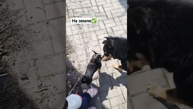 Реакция той терьера на собаку 🤭#смешноевидео #молния #русскийтой #toyterrier #охрана