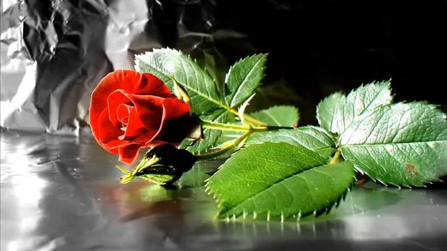 Розы для Королевы